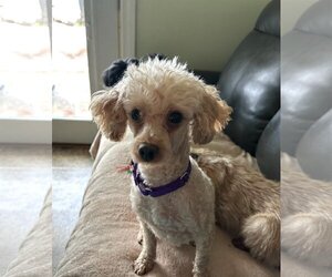 Poodle (Toy) Dogs for adoption in Wheaton, IL, USA