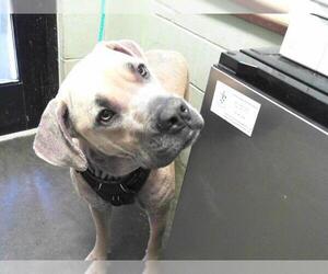 American Pit Bull Terrier-Great Dane Mix Dogs for adoption in Tulsa, OK, USA