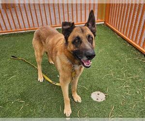 German Shepherd Dog-Unknown Mix Dogs for adoption in Las Vegas, NV, USA