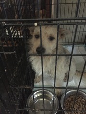 Medium Photo #1 Cairn Terrier-Unknown Mix Puppy For Sale in McKinney, TX, USA
