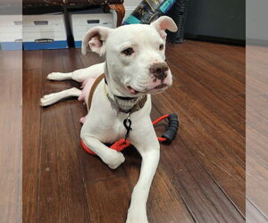 Mutt Dogs for adoption in Holly Springs, NC, USA