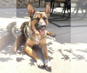 German Shepherd Dog-Unknown Mix Dogs for adoption in West Sacramento, CA, USA