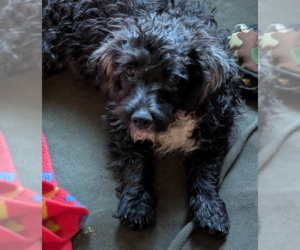 Mutt Dogs for adoption in Brooklyn Center, MN, USA