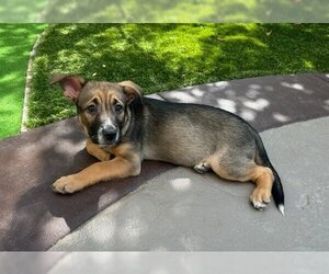 German Shepherd Dog-Unknown Mix Dogs for adoption in Los Angeles, CA, USA