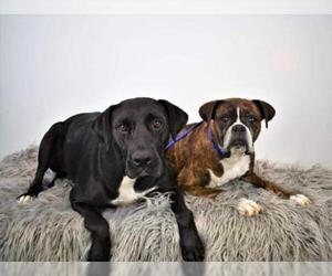 Boxer-Unknown Mix Dogs for adoption in Shakopee, MN, USA