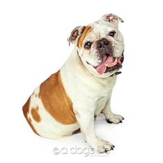 Medium Photo #1 Bulldog Puppy For Sale in Phoenix, AZ, USA