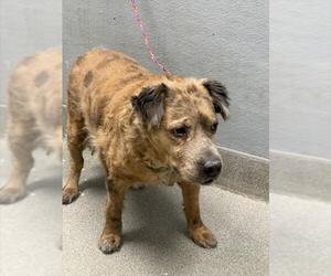 Labrador Retriever-Unknown Mix Dogs for adoption in Las Vegas, NV, USA
