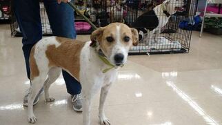 Coonhound Dogs for adoption in Chatham, VA, USA