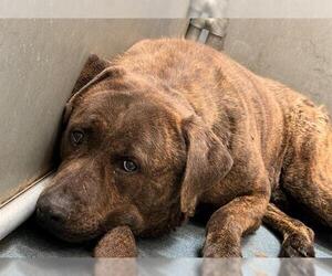 Mastiff-Unknown Mix Dogs for adoption in HESPERIA, CA, USA