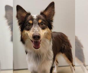 Border Collie Dogs for adoption in West Valley, UT, USA