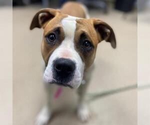 American Staffordshire Terrier Dogs for adoption in Aurora, CO, USA