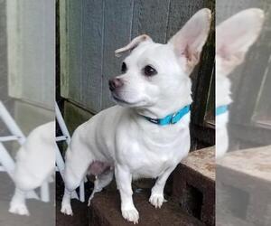 Chug Dogs for adoption in Olalla, WA, USA