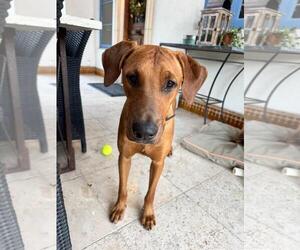 Doberman Pinscher-Redbone Coonhound Mix Dogs for adoption in Chandler, AZ, USA
