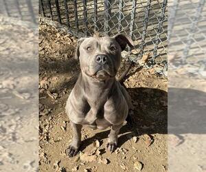 Medium Photo #2 Mutt Puppy For Sale in Riverside, CA, USA