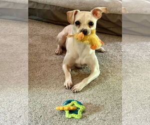 Chihuahua-Unknown Mix Dogs for adoption in Alexandria, KY, USA
