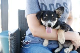 Australian Shepherd-Collie Mix Dogs for adoption in Los Angeles, CA, USA