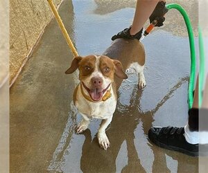 Beagle Dogs for adoption in Rosenberg, TX, USA