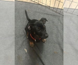 Pinny-Poo Dogs for adoption in Banning, CA, USA