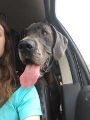 Great Dane Dogs for adoption in Long Beach, CA, USA