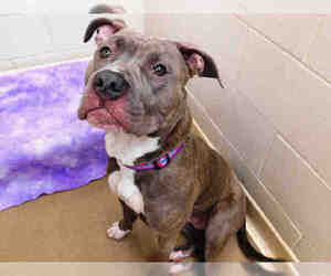 American Pit Bull Terrier-Unknown Mix Dogs for adoption in Anchorage, AK, USA