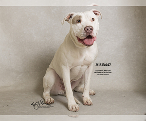 Bullypit Dogs for adoption in Riverside, CA, USA