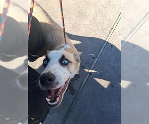 Siberian Husky-Unknown Mix Dogs for adoption in Houston, TX, USA