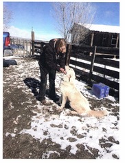 Golden Pyrenees Dogs for adoption in Chama, NM, USA