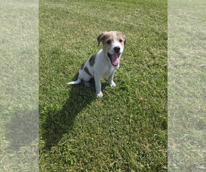 Aussiedor Dogs for adoption in SHERBURNE, NY, USA