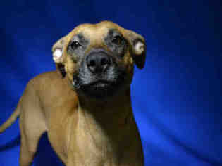 Boxer-Unknown Mix Dogs for adoption in Ocala, FL, USA