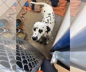 Dalmatian Dogs for adoption in Fort Wayne, IN, USA