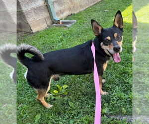 Beagle-Unknown Mix Dogs for adoption in Davis, CA, USA