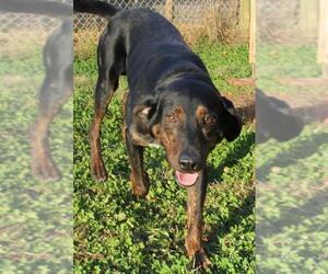 Black and Tan Coonhound Dogs for adoption in Lovingston, VA, USA
