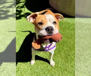 Mutt Dogs for adoption in San Francisco, CA, USA