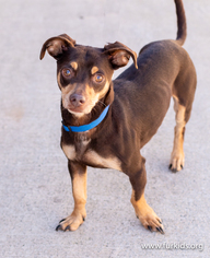 Doxie-Pin Dogs for adoption in Alpharetta, GA, USA