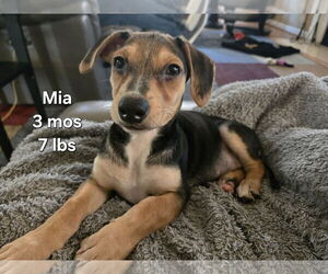 Cheagle Dogs for adoption in Virginia Beach, VA, USA