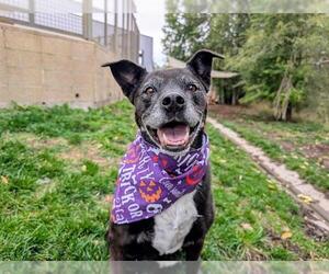 Labrador Retriever-Unknown Mix Dogs for adoption in Denver, CO, USA