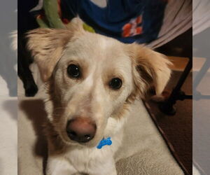 Border Collie-Unknown Mix Dogs for adoption in Fargo, ND, USA