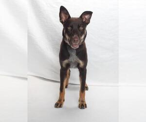 Mutt Dogs for adoption in Burbank, CA, USA