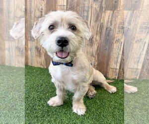 Maltese-Unknown Mix Dogs for adoption in Corona, CA, USA