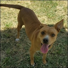 Mutt Dogs for adoption in Chouteau, OK, USA