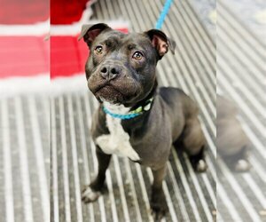 American Pit Bull Terrier-Labrador Retriever Mix Dogs for adoption in Jackson , NJ, USA