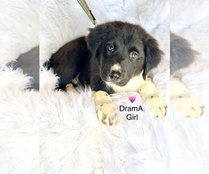 Borador Dogs for adoption in Newark, DE, USA
