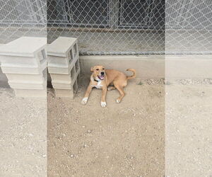 Doberman Pinscher-Unknown Mix Dogs for adoption in Maquoketa, IA, USA