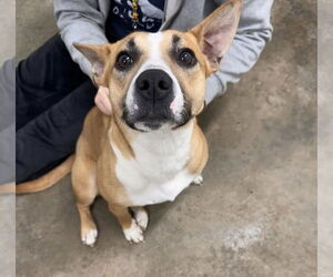 Carolina Dog-Unknown Mix Dogs for adoption in Fairfield, IL, USA