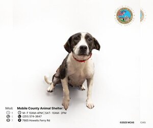 Beabull Dogs for adoption in Mobile, AL, USA