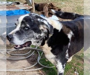Daniff Dogs for adoption in Fredericksburg, VA, USA