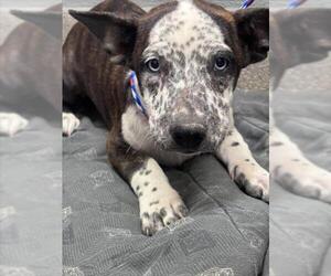 Mutt Dogs for adoption in Las Vegas, NV, USA