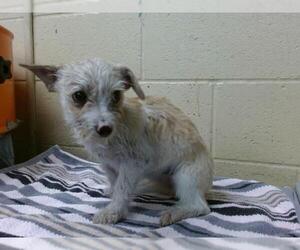 Mutt Dogs for adoption in Downey, CA, USA