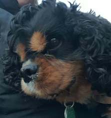 Cavalier King Charles Spaniel Dogs for adoption in Battle Ground, WA, USA
