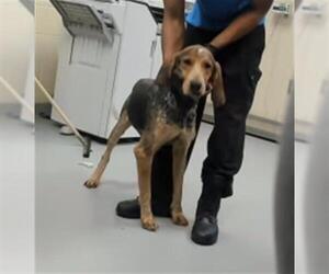 Bluetick Coonhound Dogs for adoption in Fayetteville, NC, USA